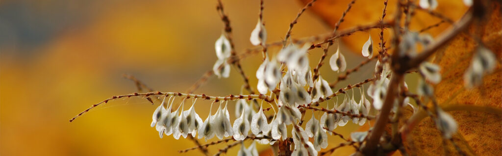 Herbstliche-Samen-CloseUp-copyright-Christine-Stoll-Hamburg